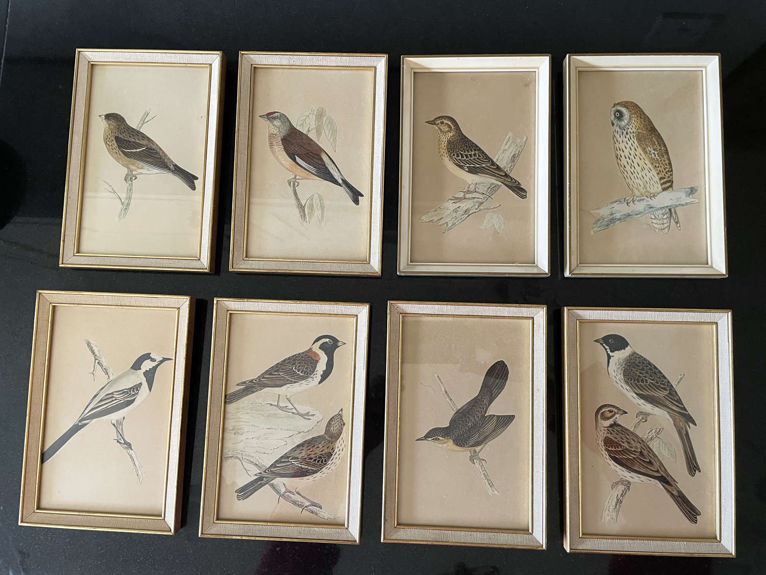 Antique Framed, Bird Prints