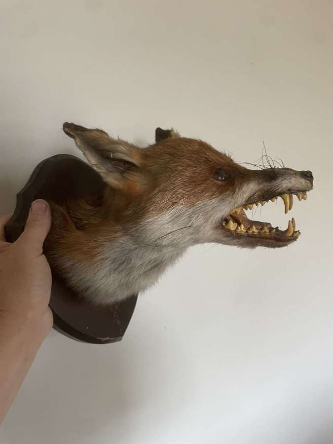Antique (Dog) Fox Mask on shield