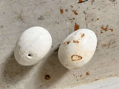 Old China Hen's Eggs