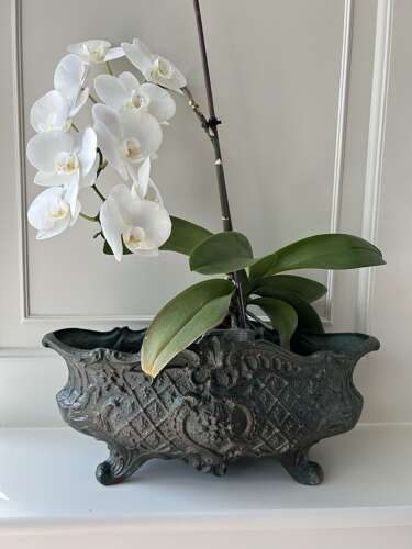 Antique (trough) Jardiniere