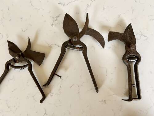 Antique 'Billhook' Vine Secateurs