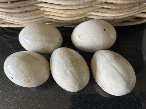 Old China 'BROODY EGGS'