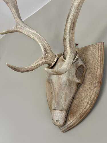 Exceptional Fallow Deer Antlers on carved head mount