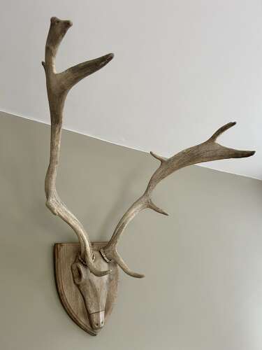 Exceptional Fallow Deer Antlers on carved head mount